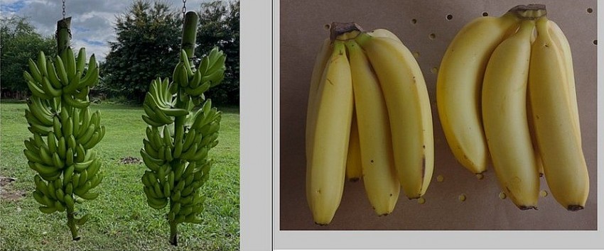 Giống chuối lai mới được đưa vào thử nghiệm có khả năng kháng bệnh TR4