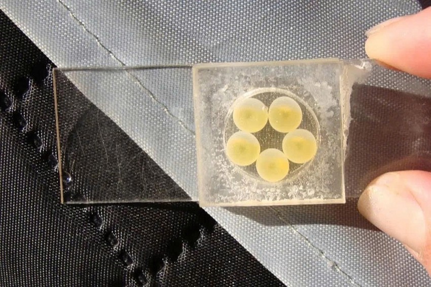 Siberia nhân giống thành công loài cá có hàm lượng omega-3 cao kỷ lục