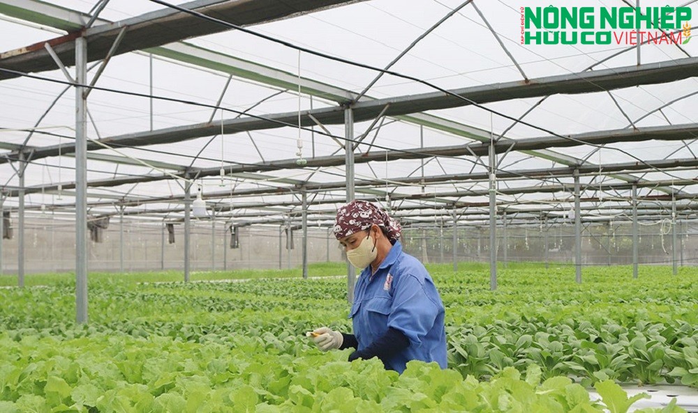 Nghệ An thúc đẩy phát triển nông nghiệp hữu cơ toàn diện