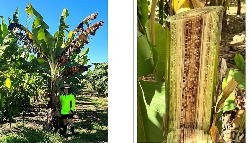 Giống chuối lai mới được đưa vào thử nghiệm có khả năng kháng bệnh TR4