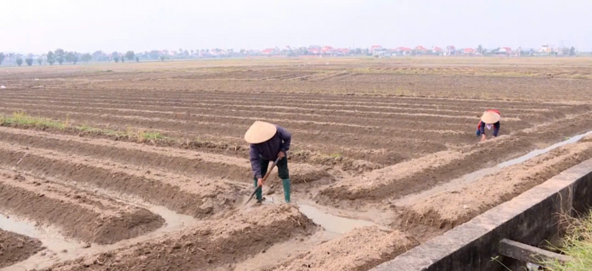 Phường An Sinh tăng tốc vụ đông xuân: Liên kết tiêu thụ khoai tây Atlantic giúp nâng cao thu nhập