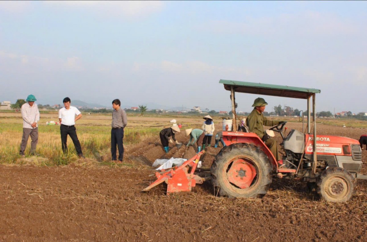 Phường An Sinh tăng tốc vụ đông xuân: Liên kết tiêu thụ khoai tây Atlantic giúp nâng cao thu nhập