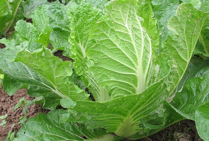 Loại rau quen thuộc là “lá chắn” phòng ung thư đại trực tràng