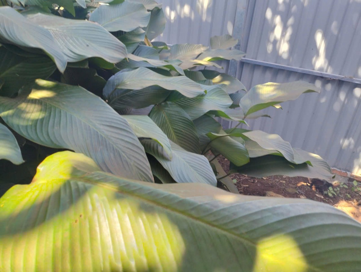 Lâm Đồng: Bí thư Đảng ủy xã Đức An chỉ đạo xử lý dứt điểm vụ lò sấy cà phê bị phản ánh gây ô nhiễm