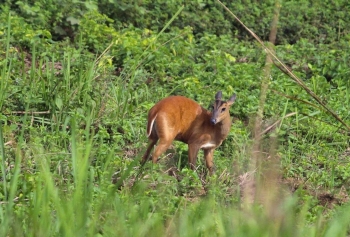 Đồng Nai: Tăng cường đẩy mạnh công tác bảo tồn đa dạng sinh học và bảo vệ các loài động vật hoang dã