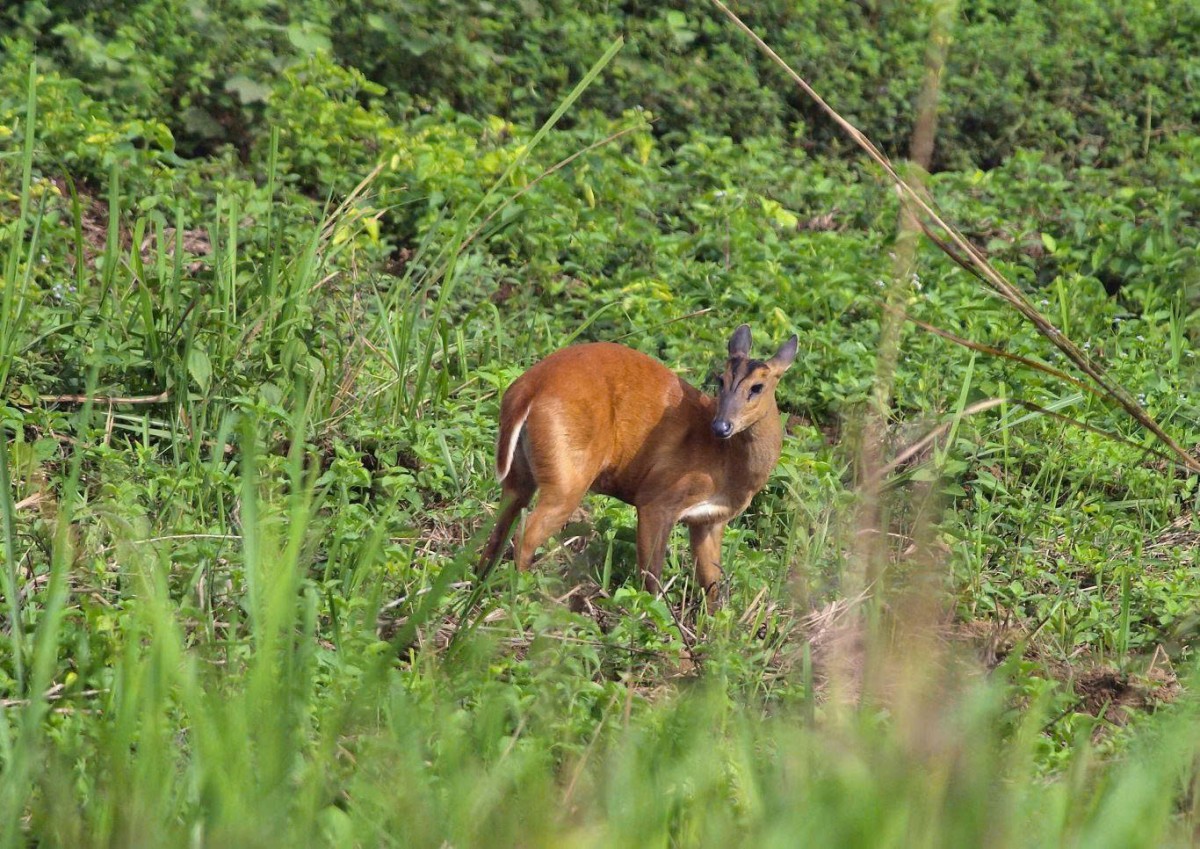 Đồng Nai: Tăng cường đẩy mạnh công tác bảo tồn đa dạng sinh học và bảo vệ các loài động vật hoang dã