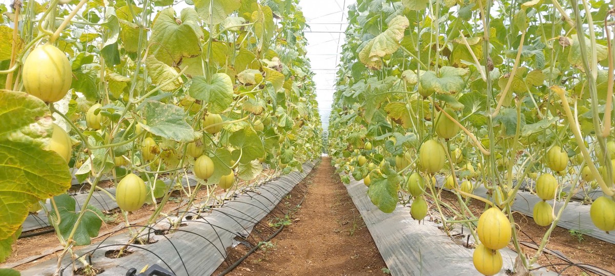 Lâm Đồng: Xã Đức An đẩy mạnh phát triển nông nghiệp công nghệ cao, nhiều mô hình hiệu quả