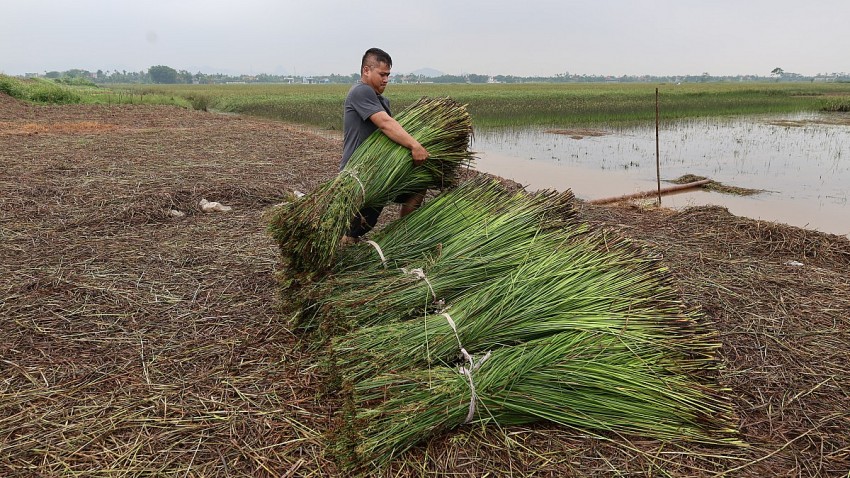 anh Hoàng Văn Dương xã Tân Tiến thu hoạch cói trên cánh đồng của gia đình tại xã Tân Tiến. 