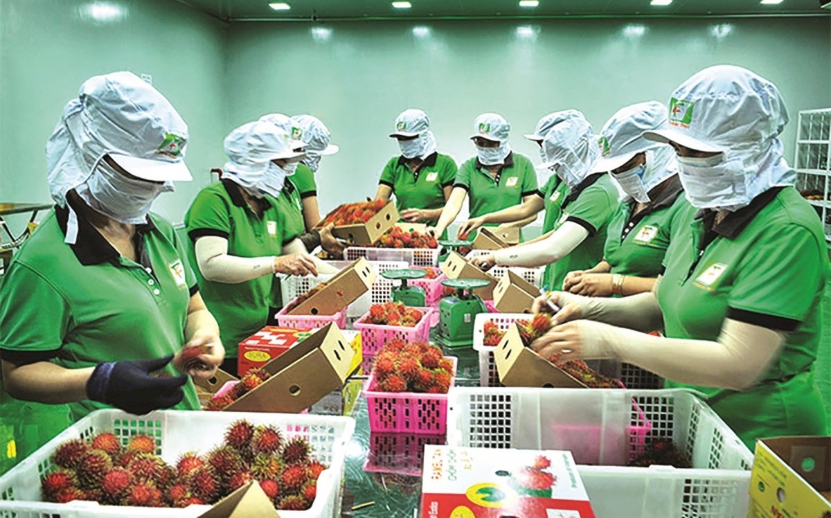 Kinh tế tư nhân - động lực mới của nông nghiệp xanh và hội nhập