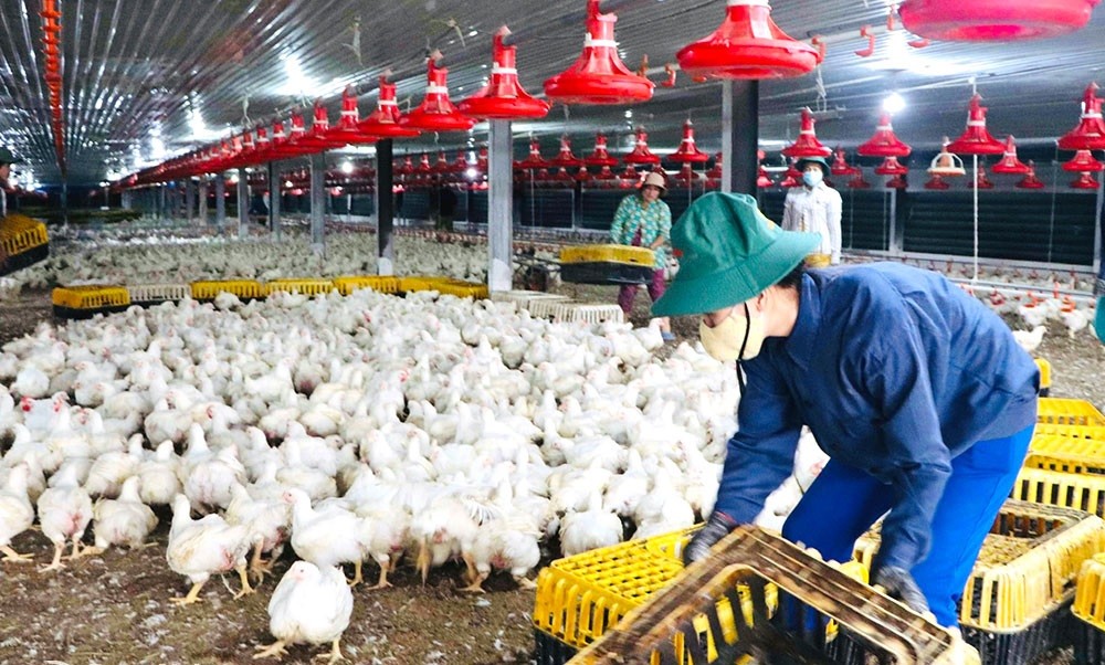 Kinh tế tư nhân - động lực mới của nông nghiệp xanh và hội nhập