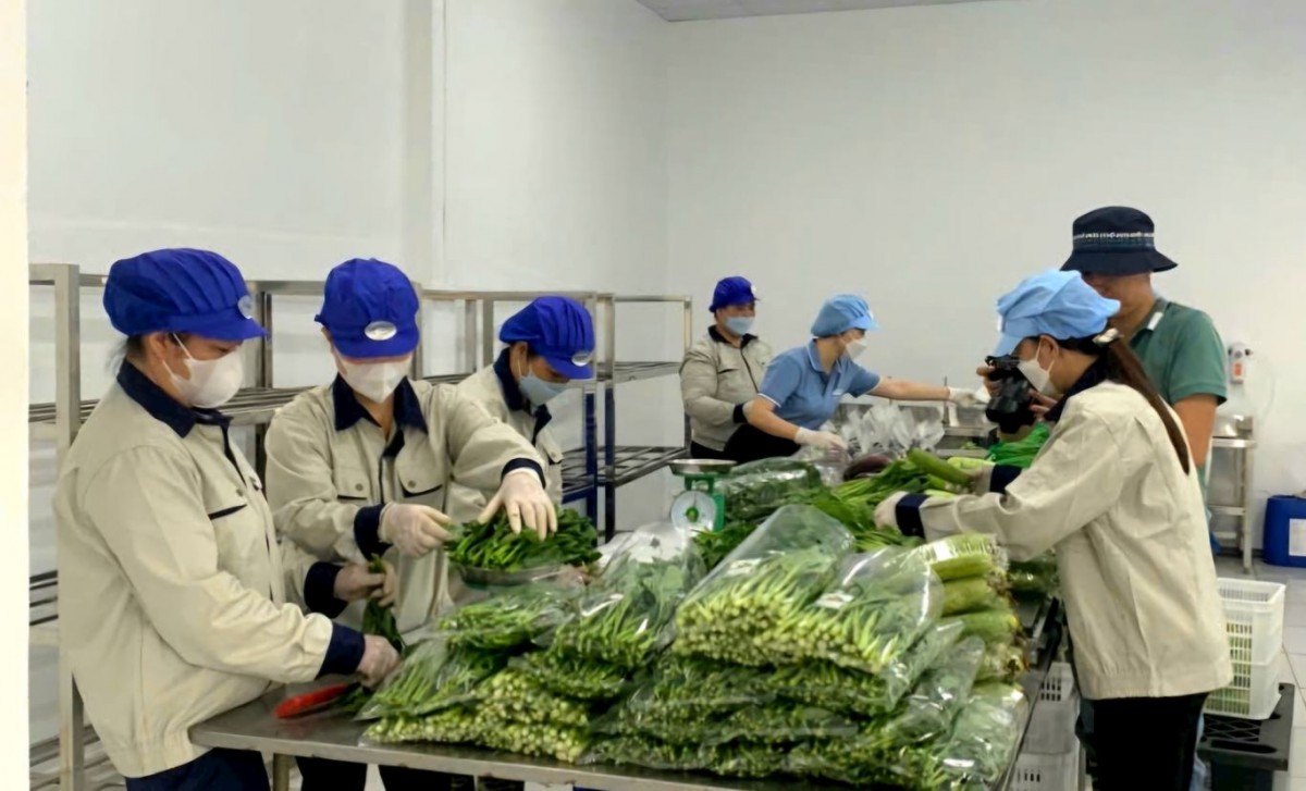 Kinh tế tư nhân - động lực mới của nông nghiệp xanh và hội nhập