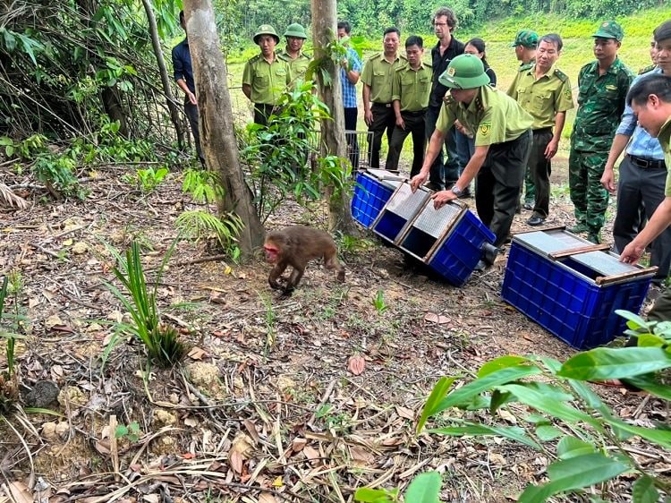 Định hình tương lai đa dạng sinh học - Bài 2: “Báo động đỏ” về động vật hoang dã tại Việt Nam