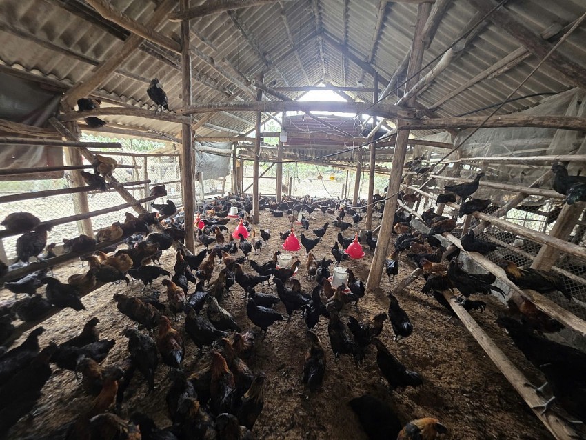 Lào Cai: Lão nông kiếm bộn tiền nhờ nuôi gà “chạy bộ”