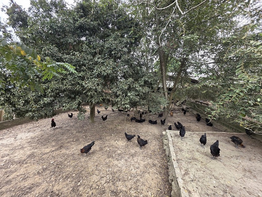 Lào Cai: Lão nông kiếm bộn tiền nhờ nuôi gà “chạy bộ”