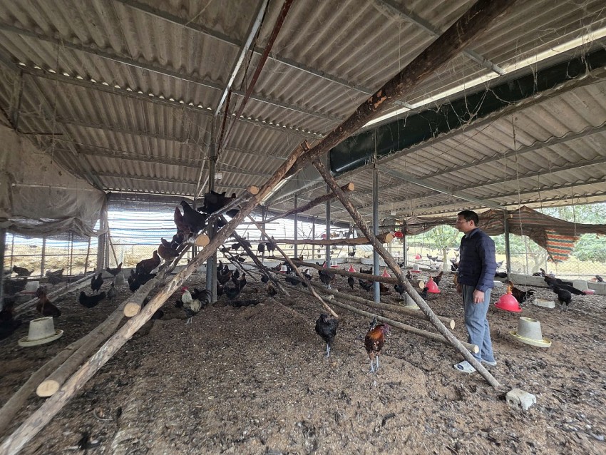 Lào Cai: Lão nông kiếm bộn tiền nhờ nuôi gà “chạy bộ”