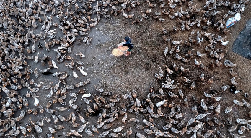 Những yếu tố quyết định việc sử dụng kháng sinh trong chăn nuôi gia cầm tại Việt Nam