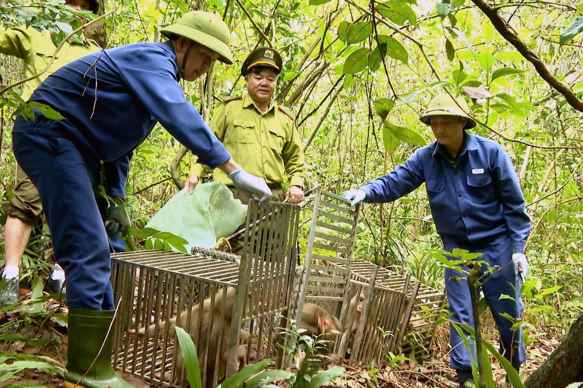 Định hình tương lai đa dạng sinh học - Bài 2: “Báo động đỏ” về động vật hoang dã tại Việt Nam