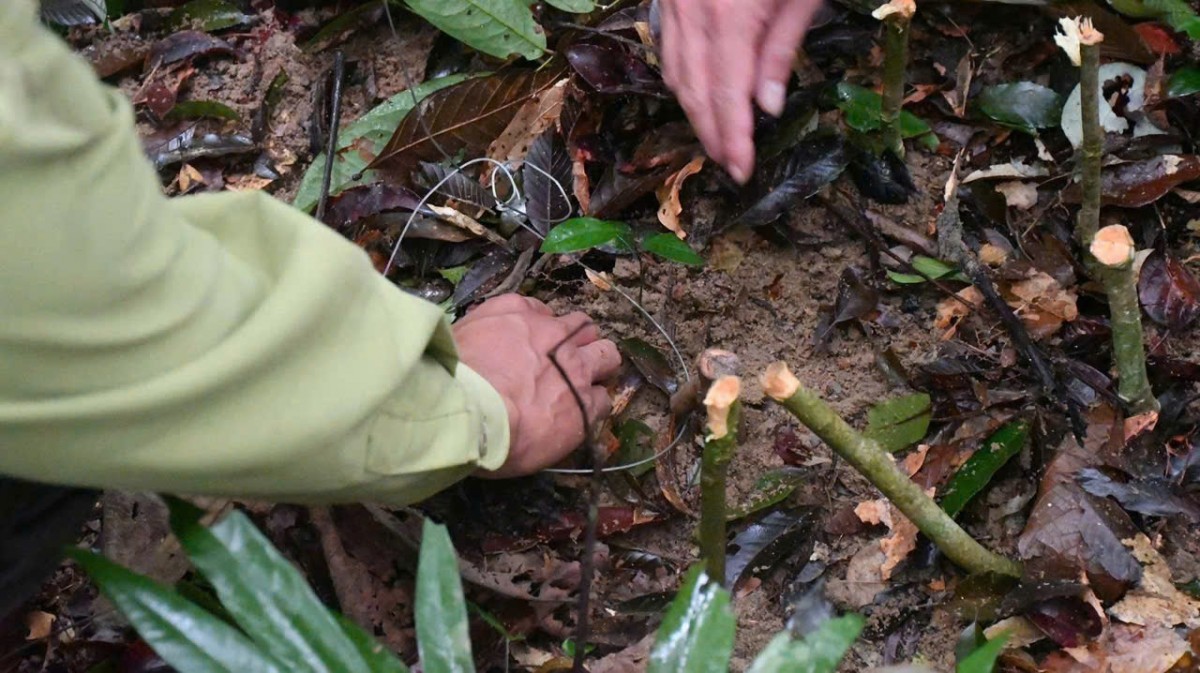Bẫy dây nguy hiểm được lực lượng chức năng phát hiện và xử lý ngay trong rừng đặc dụng Sơn Trà. Bẫy dây nguy hiểm được lực lượng chức năng phát hiện và xử lý ngay trong rừng đặc dụng Sơn Trà.