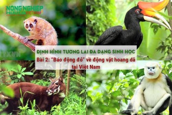 Định hình tương lai đa dạng sinh học - Bài 2: “Báo động đỏ” về động vật hoang dã tại Việt Nam