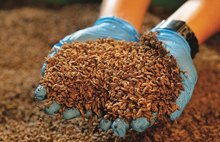 Châu Âu khám phá tiềm năng phân bón từ côn trùng: Thúc đẩy nông nghiệp bền vững và tự chủ chiến lược