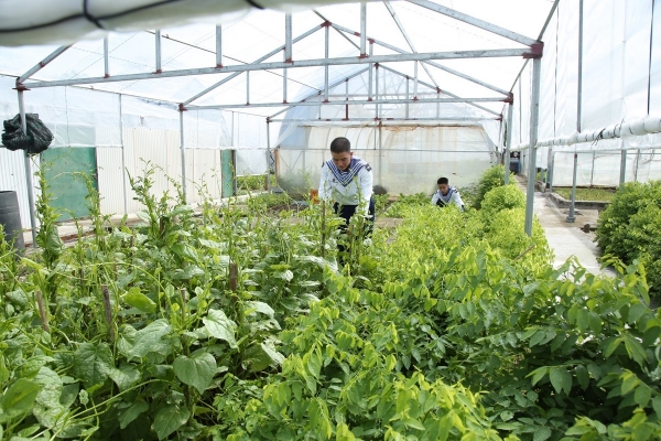 Cải tạo cát san hô ở các đảo xa bờ thành đất trồng rau