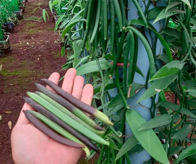 Loại quả đắt nhất thế giới 20 triệu đồng/kg, là đặc sản nổi tiếng trồng 2 năm cho thu hoạch