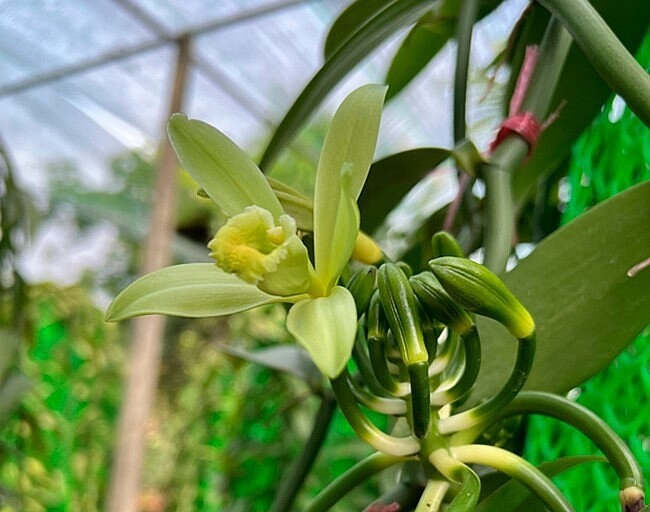 Loại quả đắt nhất thế giới 20 triệu đồng/kg, Việt Nam trồng thành công, là đặc sản nổi tiếng trồng 2 năm cho thu hoạch