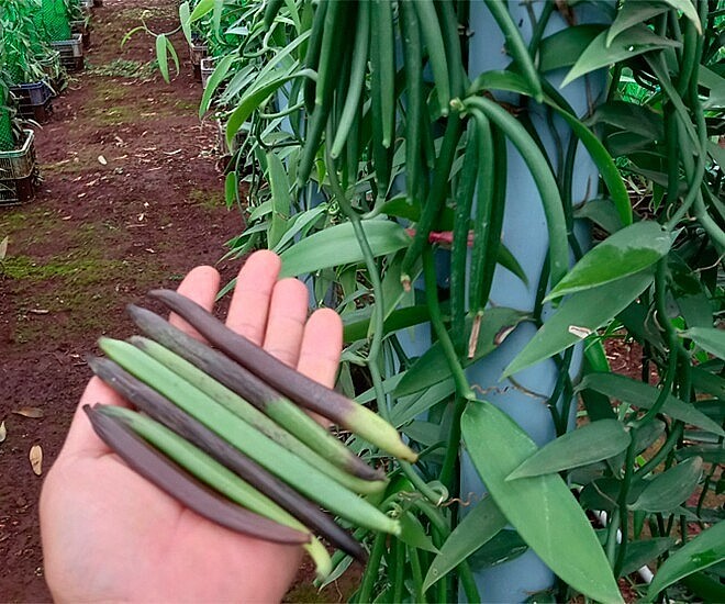 Loại quả đắt nhất thế giới 20 triệu đồng/kg, Việt Nam trồng thành công, là đặc sản nổi tiếng trồng 2 năm cho thu hoạch