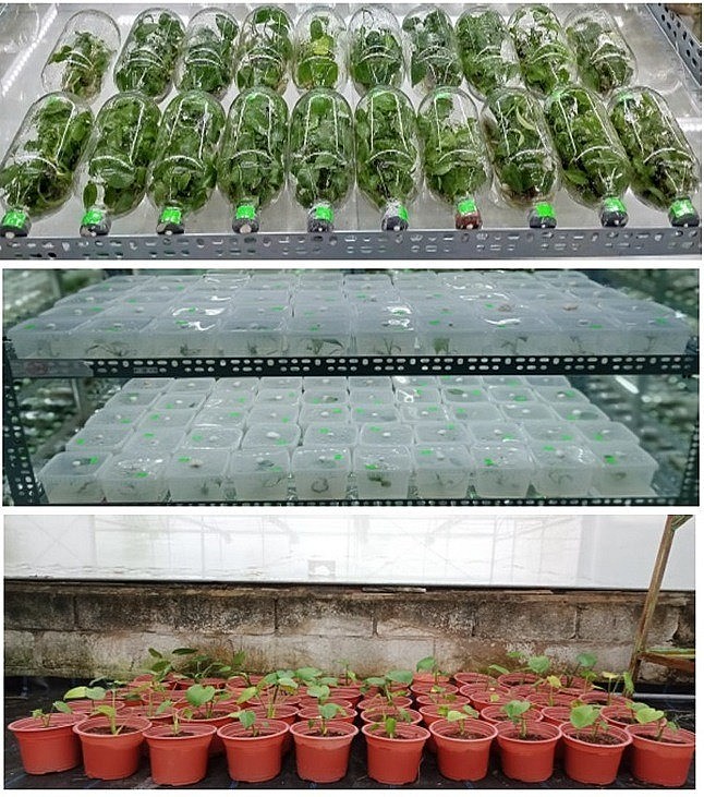 Quy trình mới nhân giống in vitro cây trầu bà lá xẻ - Cổng thông tin điện tử Cục Thông tin, Thống kê