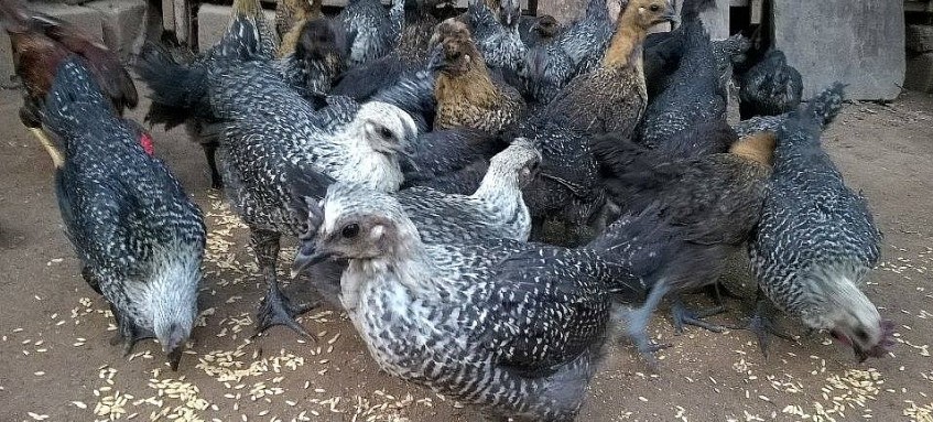 Chọn tạo được đàn gà ác có chất lượng di truyền cao