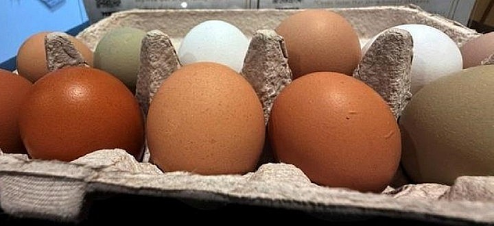 Trứng gà màu trắng và màu nâu loại nào tốt hơn?