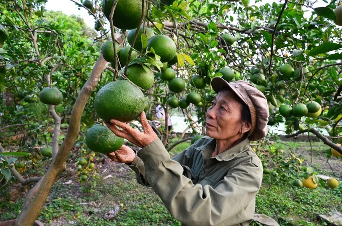 Tiêu chuẩn, thương hiệu và niềm tin: Ba phép thử lớn với nông nghiệp hữu cơ Việt Nam