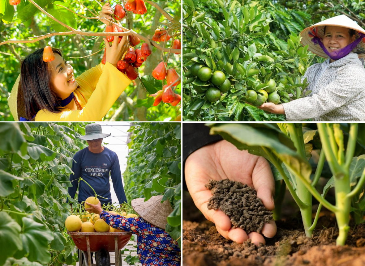 Tiêu chuẩn, thương hiệu và niềm tin: Ba phép thử lớn với nông nghiệp hữu cơ Việt Nam