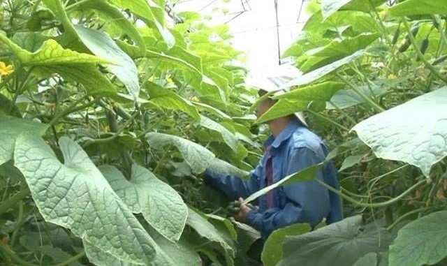 Xã Đức Trọng (Lâm Đồng): Tập trung phát triển sản xuất trồng trọt giai đoạn 2026 - 2030