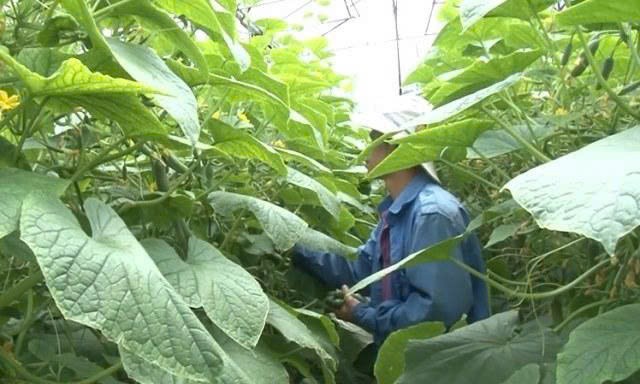 Xã Đức Trọng (Lâm Đồng): Tập trung phát triển sản xuất trồng trọt giai đoạn 2026 - 2030