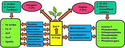Vai trò của vi sinh vật đất trong nông nghiệp