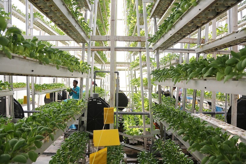 Mô hình nông trại thẳng đứng ở Singapore