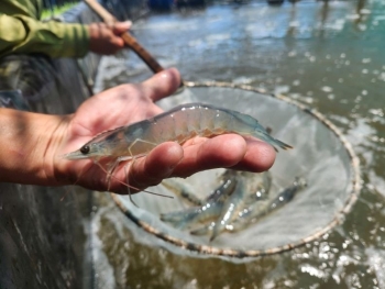 Quy trình nuôi tôm 3 giai đoạn: "Chìa khóa" cho năng suất vượt trội và tăng trưởng đồng đều