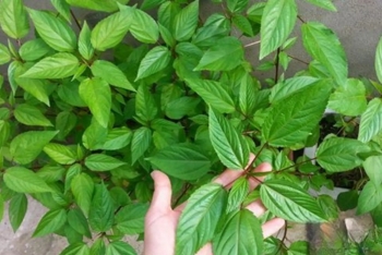 Hai loại rau sạch hiếm khi “ngậm” hóa chất