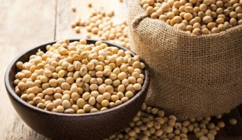 Tối ưu hiệu quả khô dầu đậu nành trong thức ăn chăn nuôi