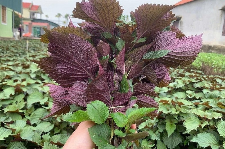 Hai loại rau sạch hiếm khi “ngậm” hóa chất, loại đầu tiên nhà nào cũng có Hai loại rau sạch hiếm khi “ngậm” hóa chất, loại đầu tiên nhà nào cũng có