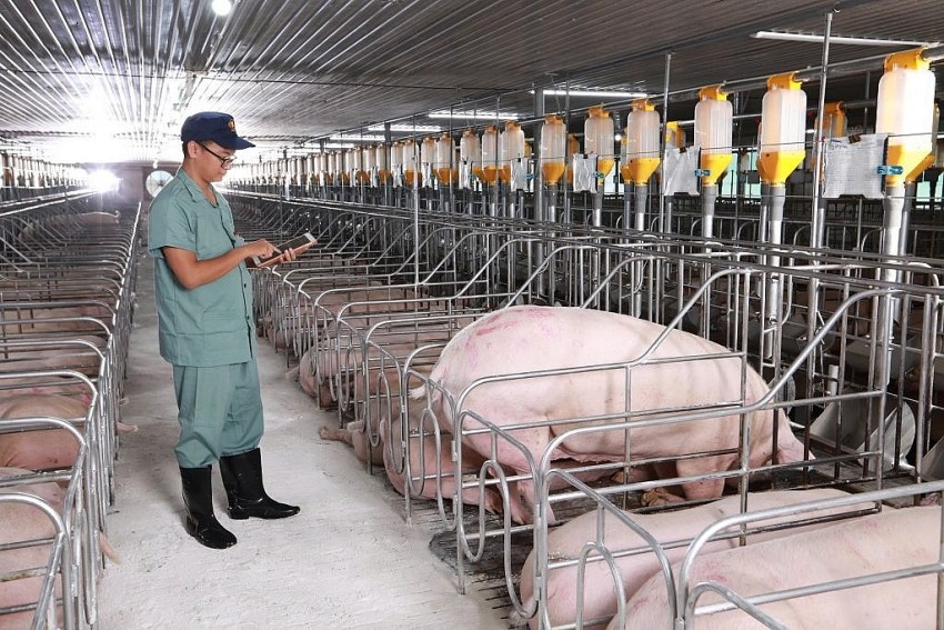 Khuyến cáo sử dụng chế phẩm vi sinh trong thức ăn cho lợn - Chăn nuôi Việt Nam