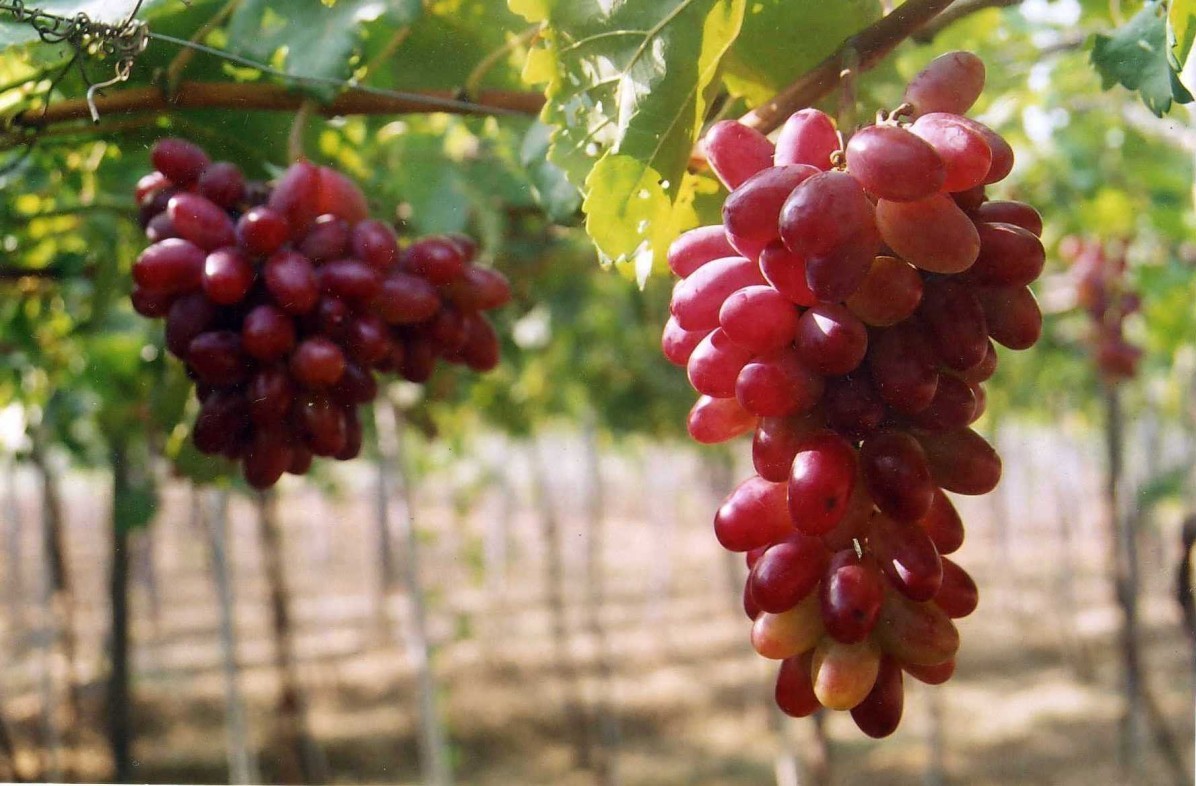 Các giống nho tiêu biểu ở Việt Nam