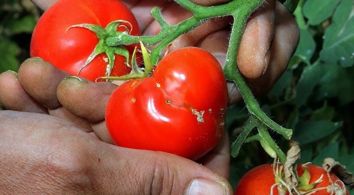 Biến cây cà chua thành cỗ máy diệt sâu bọ