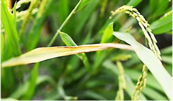 Kiểm soát bệnh cháy bìa lá lúa bằng chế phẩm thực khuẩn