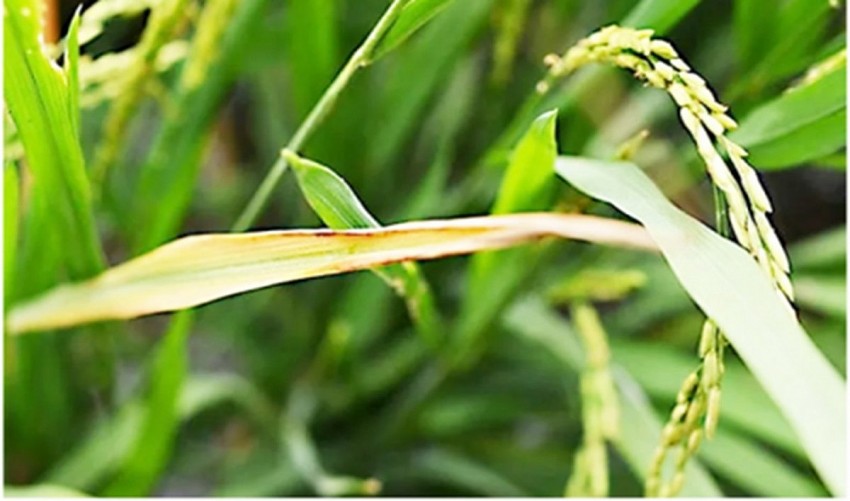 Kiểm soát bệnh cháy bìa lá lúa bằng chế phẩm thực khuẩn - Cổng thông tin điện tử Cục Thông tin, Thống kê