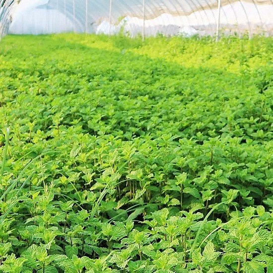 Kỹ thuật canh tác cây bạc hà chiết xuất tinh dầu trồng trong nhà màng - Cổng thông tin điện tử Cục Thông tin, Thống kê