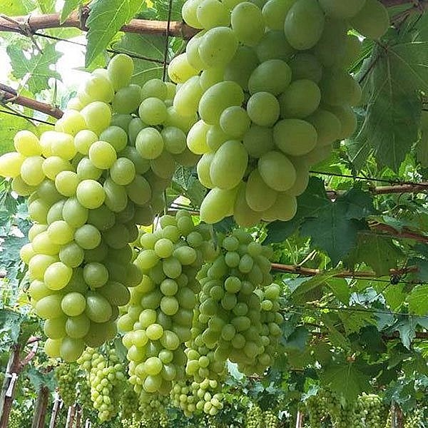 Các giống nho tiêu biểu ở Việt Nam