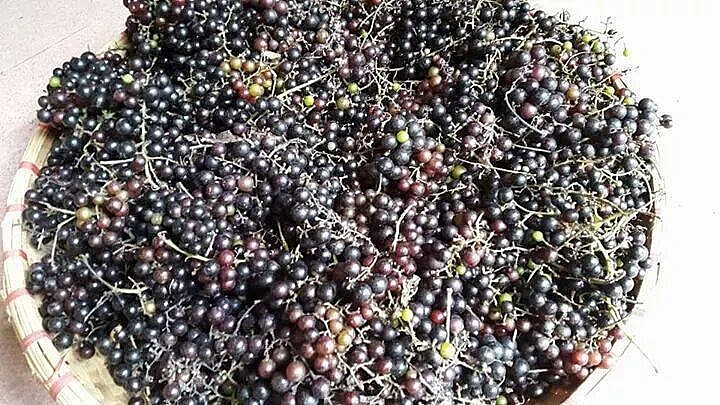 Các giống nho tiêu biểu ở Việt Nam