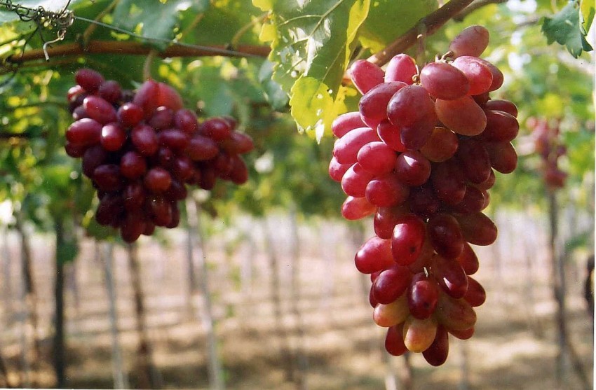 Các giống nho tiêu biểu ở Việt Nam